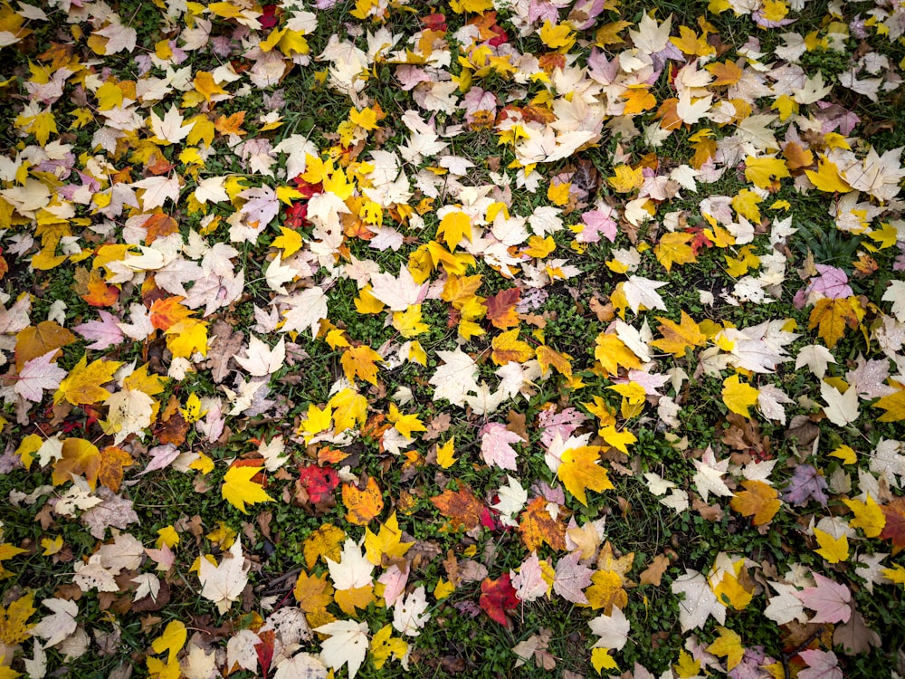 a field of colorful flowers