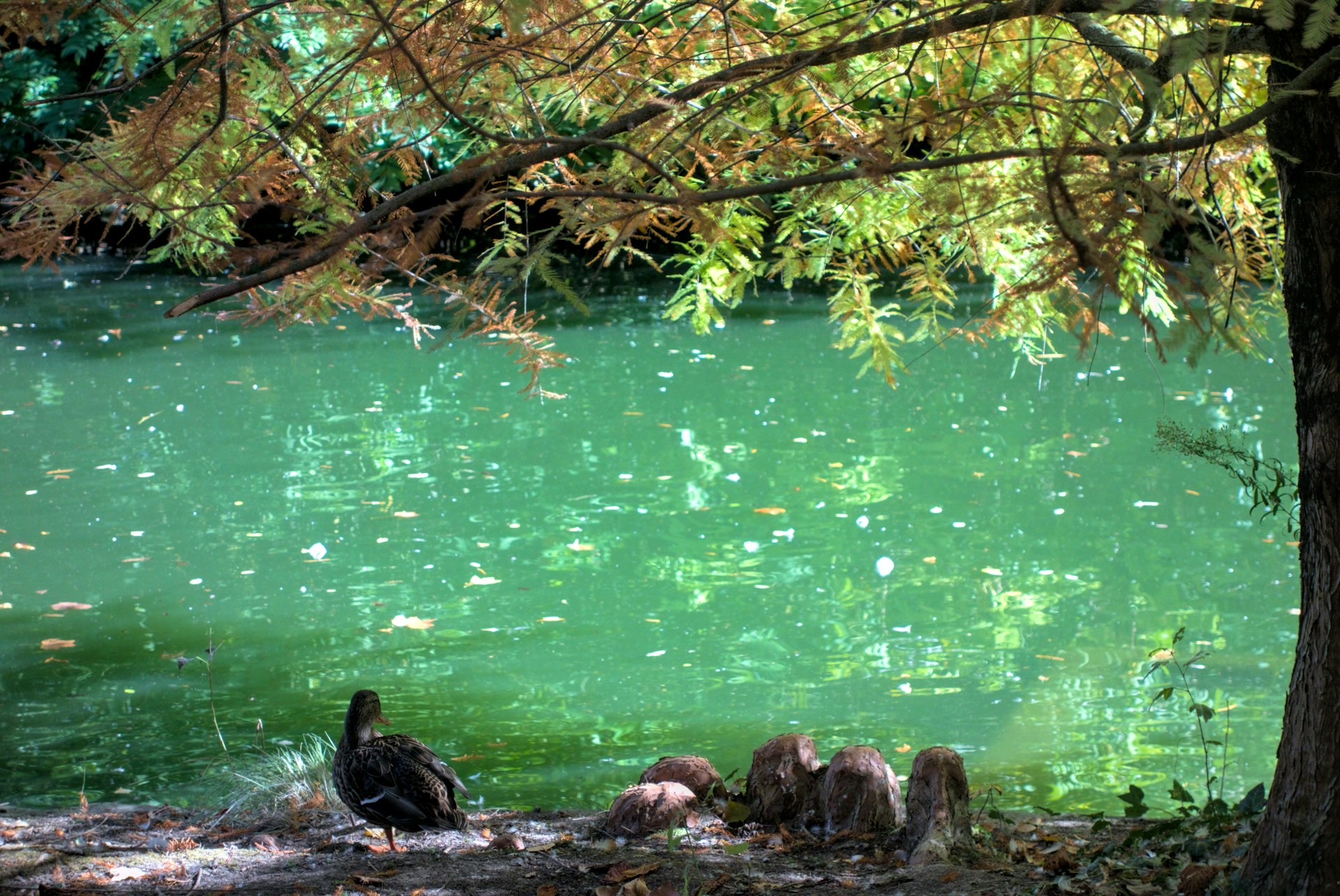a duck sitting on a rock in front of a body of water