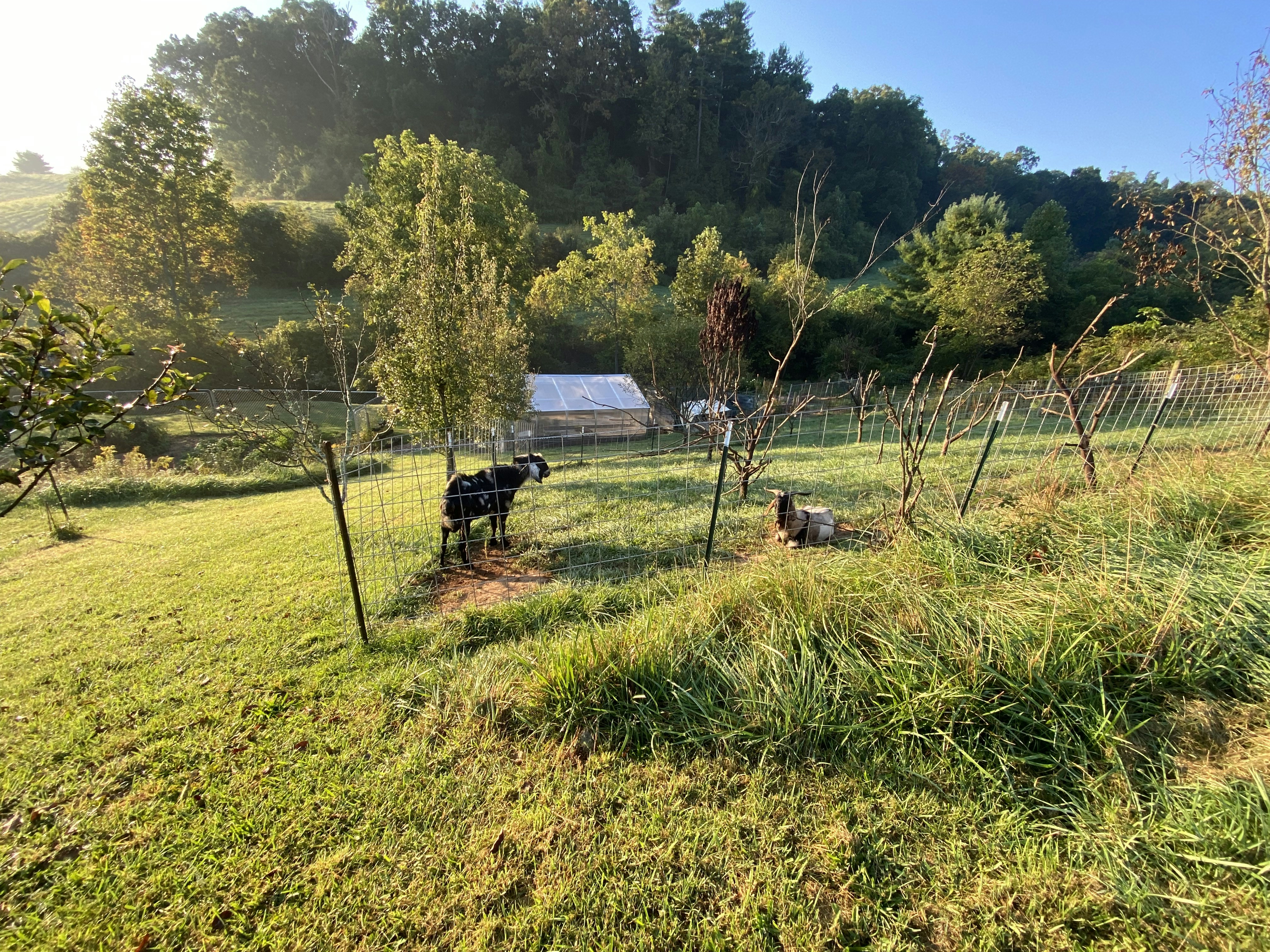 Farm Fresh Eggs and More