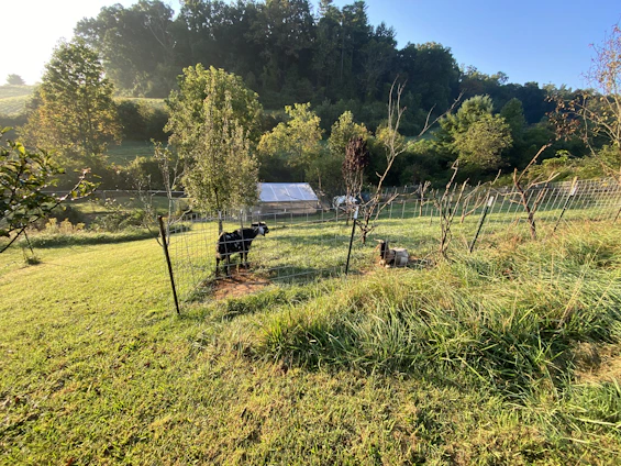A vibrant farm scene in North Bengal showing goats grazing, ducks near a pond, and workers tending to vermicompost beds.