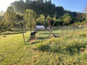 A lush, green rural scene features a fenced area with a goat standing near some small trees. The grass is vibrantly green, and the surrounding landscape includes additional trees and a gentle hill leading to a forested area. The sky is clear and blue, indicating a sunny day.