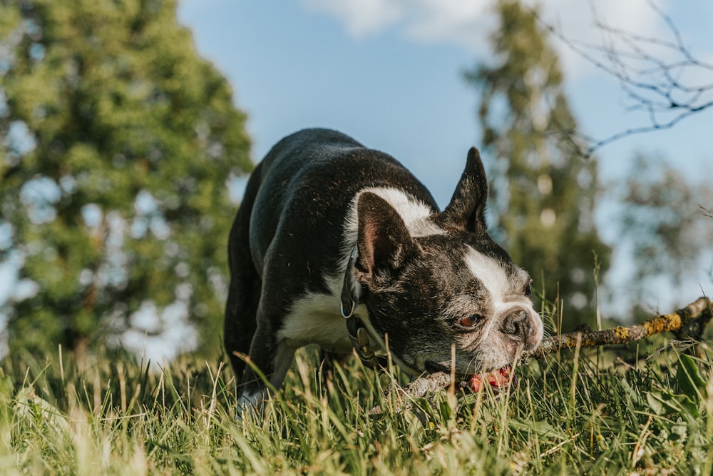 a dog in the grass