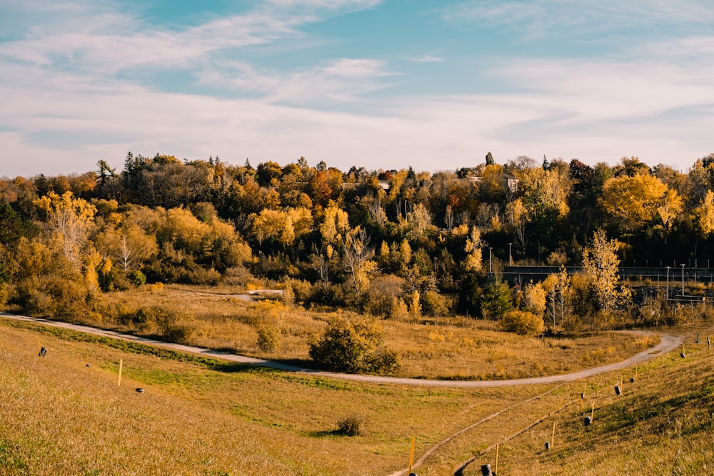 a landscape with trees and grass