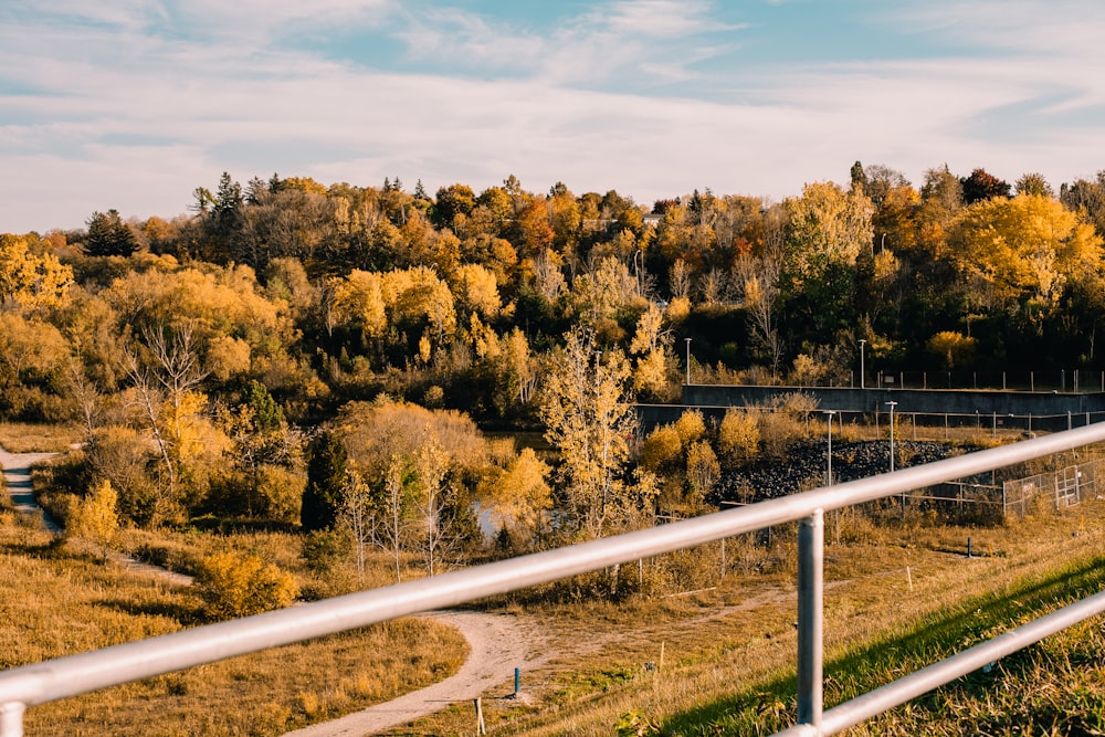 a road with trees on the side