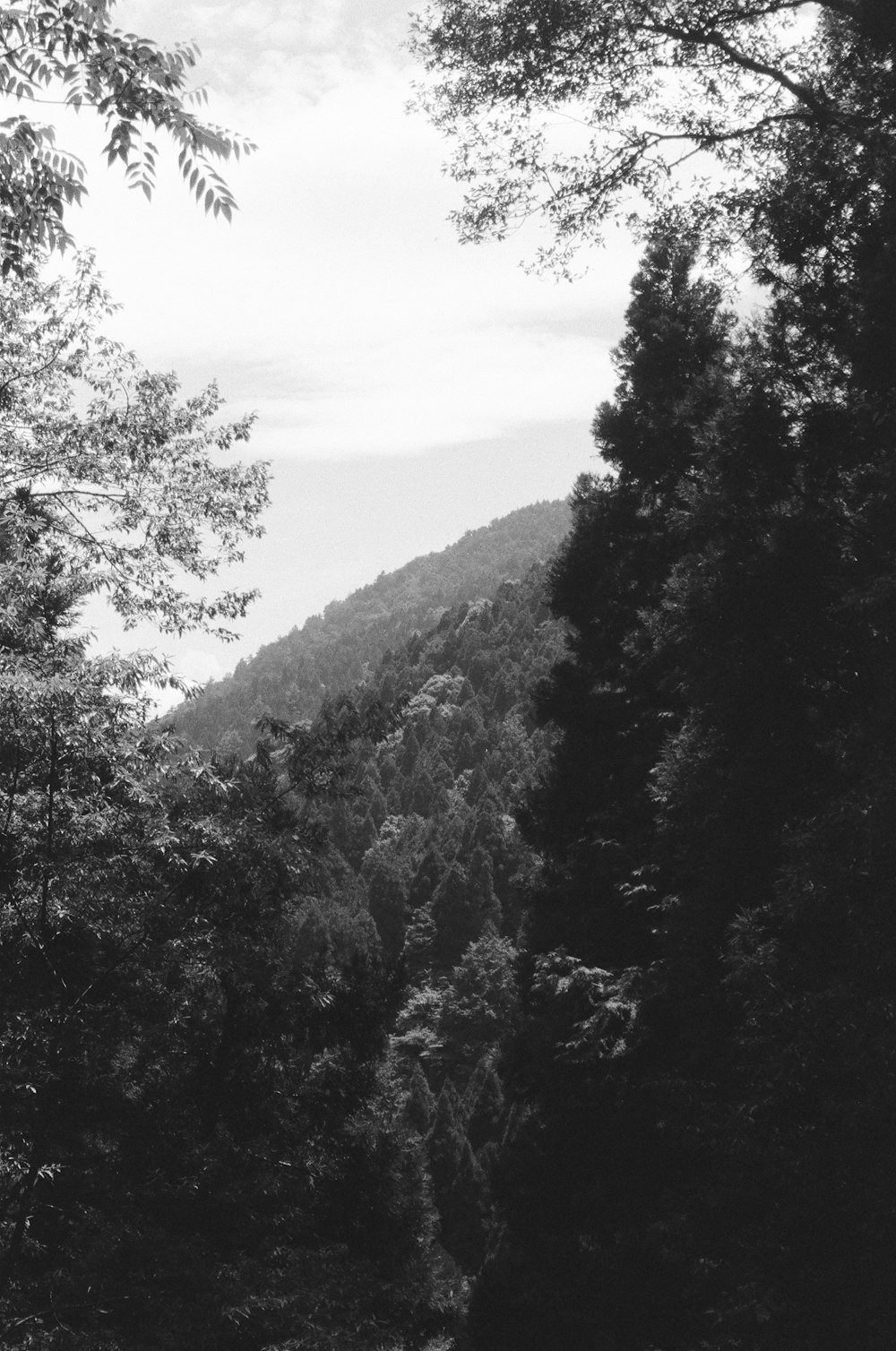 a view of a mountain range from a forest