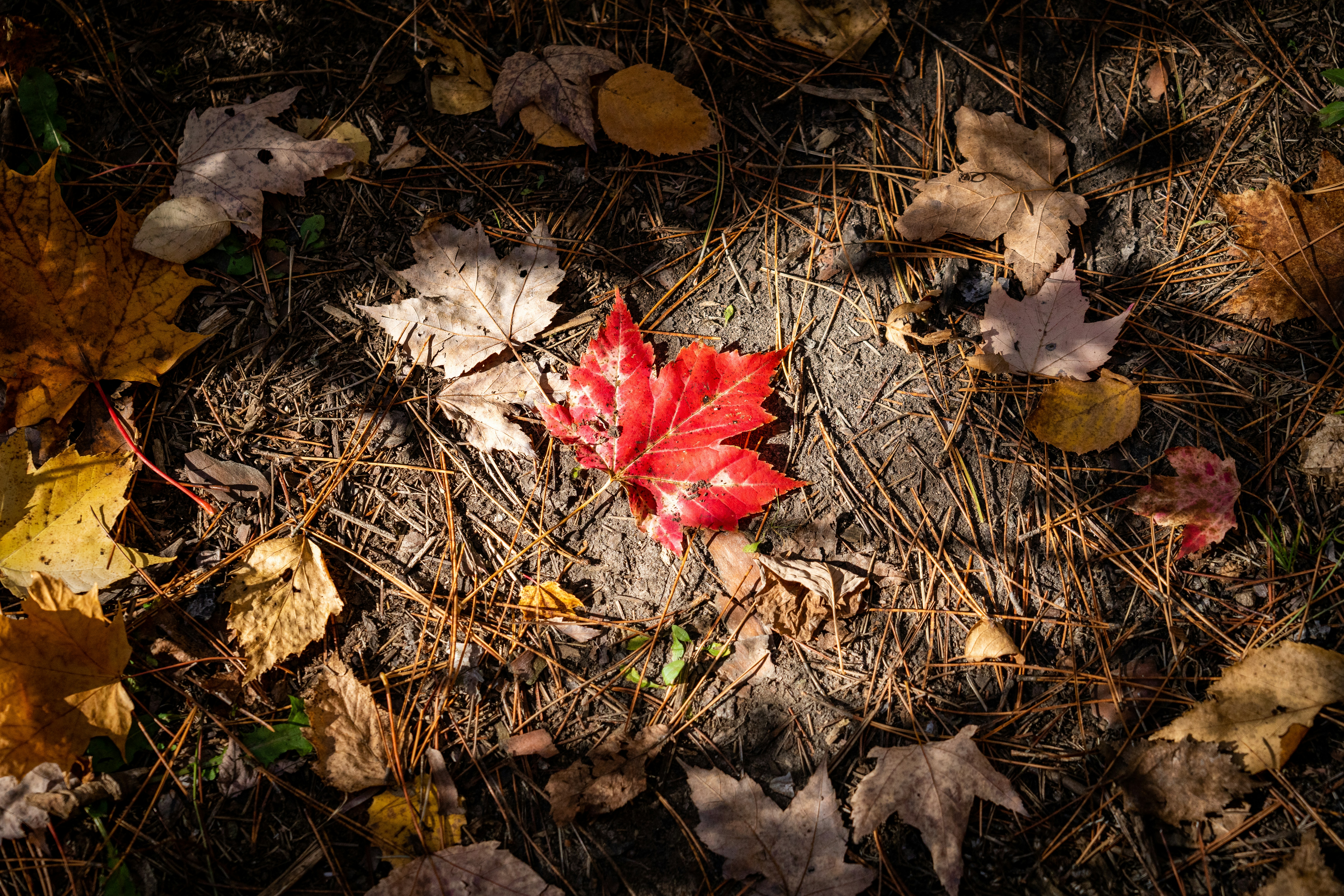 Photo by chris_robert