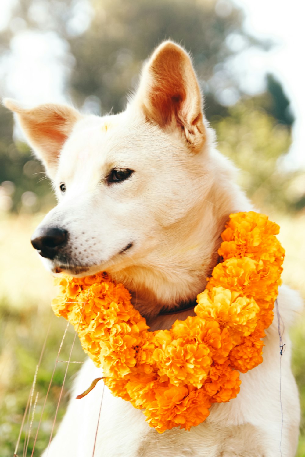 a dog with a flower in its mouth