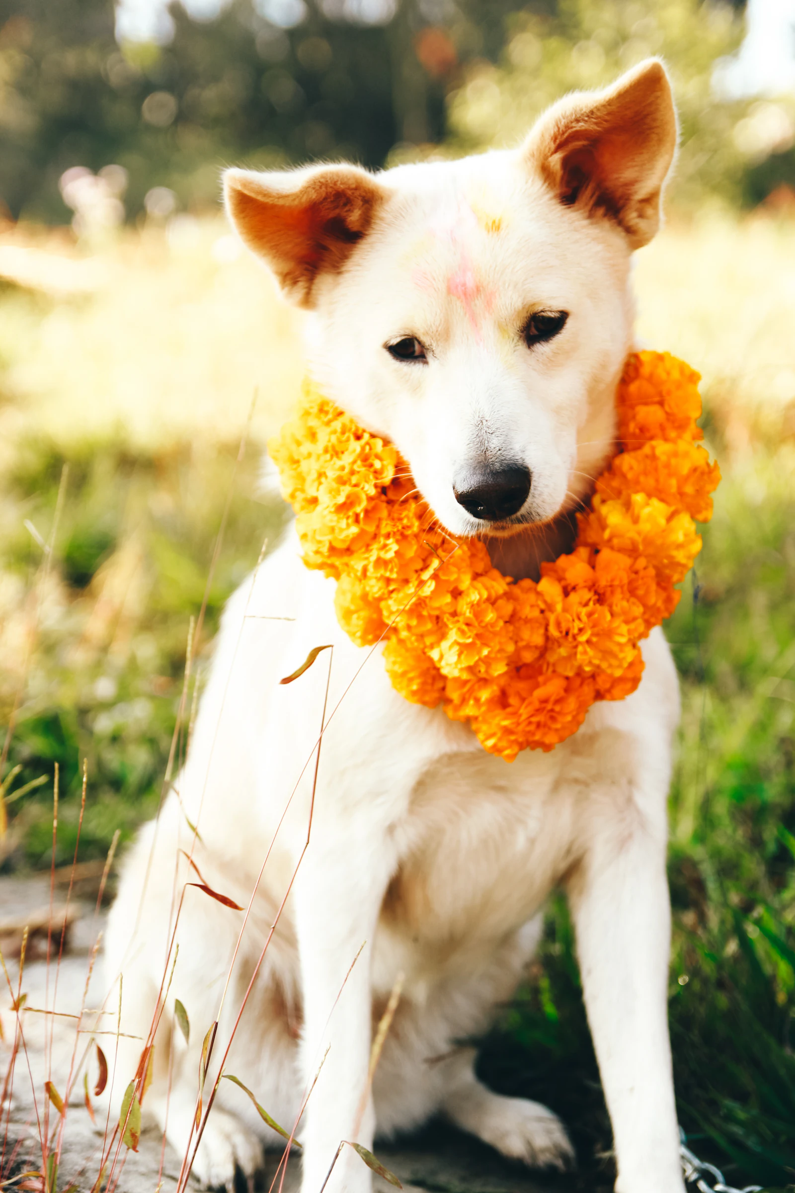 A white dog wearing a marigold garland and a red tika for Kukur Tihar, sitting in sunlit grass in Nepal