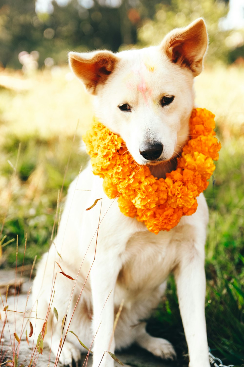 a dog holding a flower in its mouth