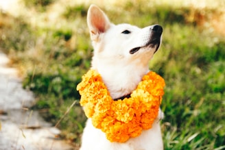 dogAdvisor | dog Advisor | dogadvisor.dog | dog Advisor