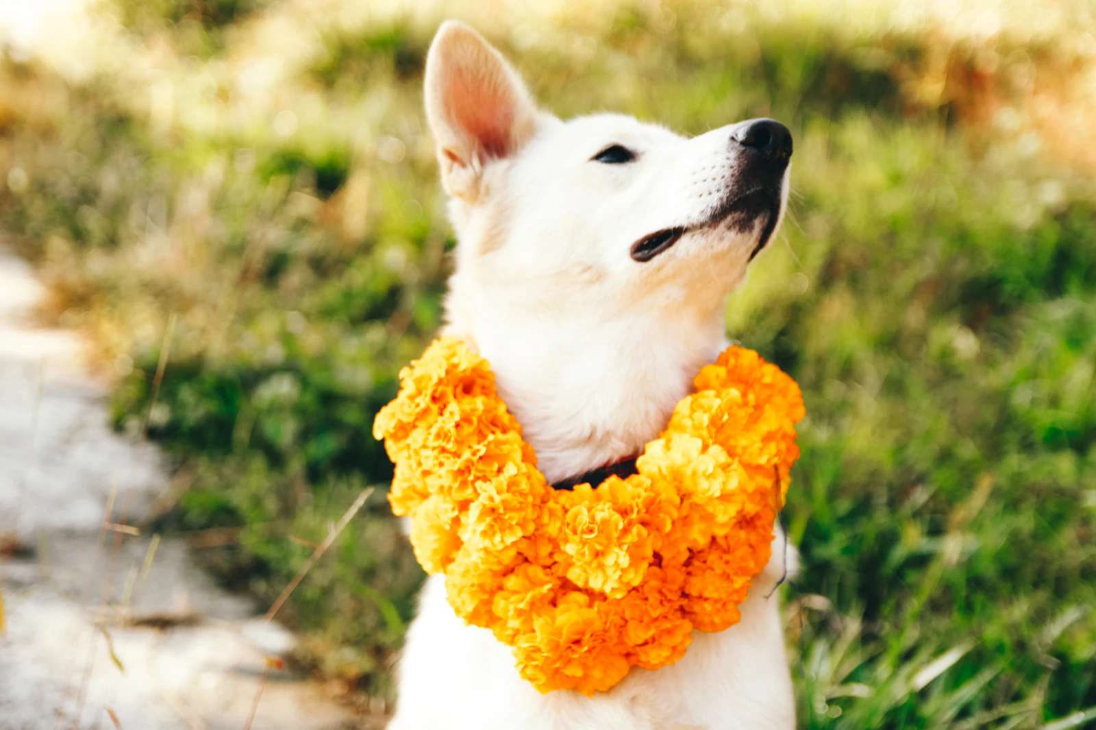 A white dog wearing a thick garland of orange marigolds for Kukur Tihar, sitting in sunlit grass with its nose raised