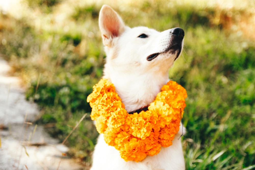 a dog with a flower in its mouth