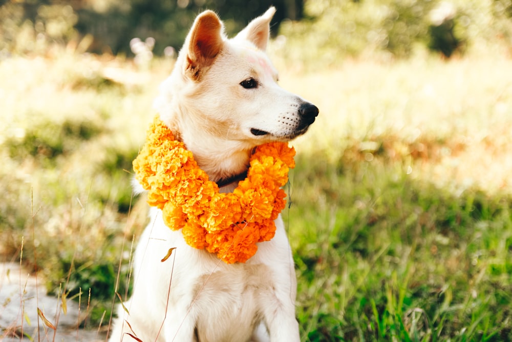 a dog with a flower in its mouth