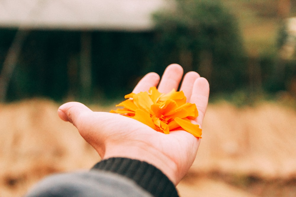 a hand holding a yellow flower