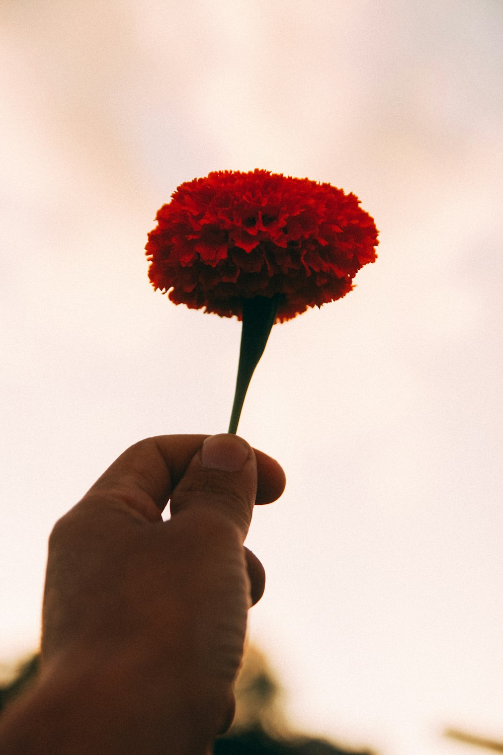 a hand holding a red flower