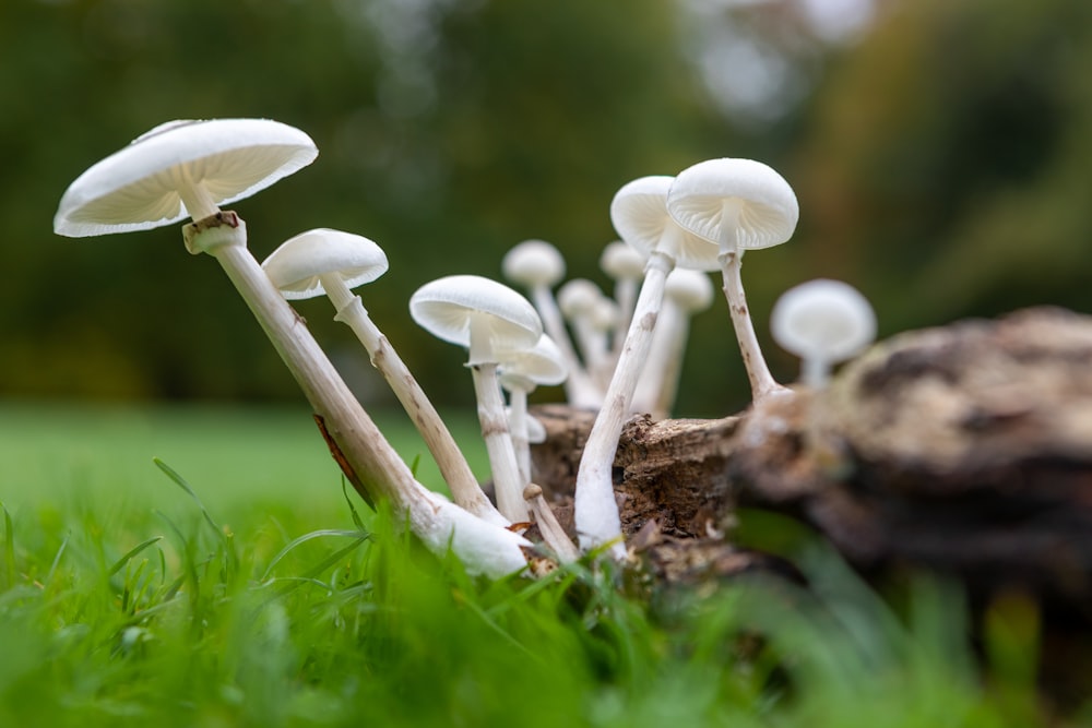 a group of white mushrooms