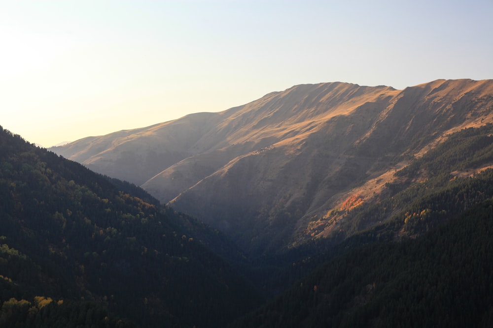 a mountain with trees on it