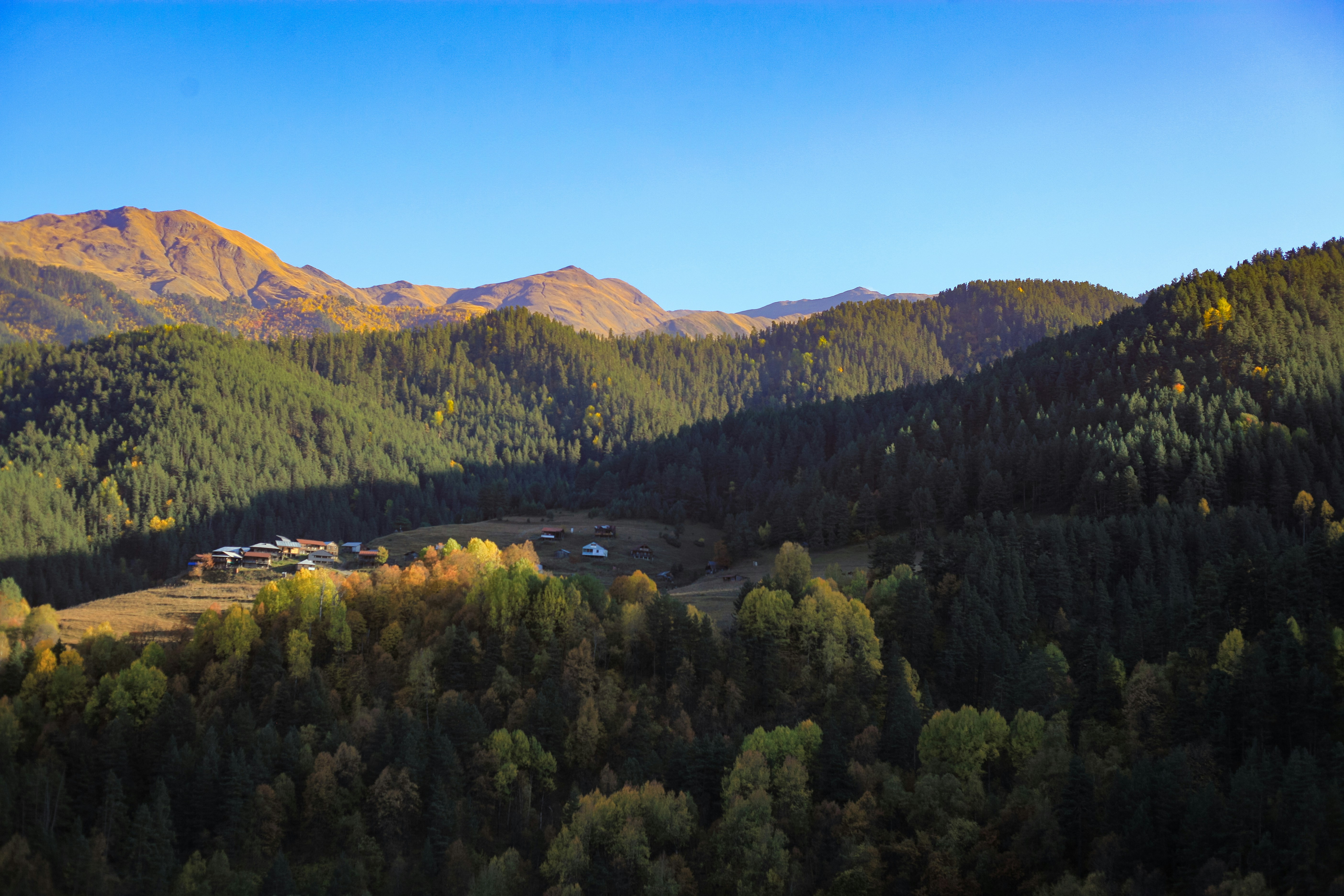 Un paisaje con árboles y montañas de fondo