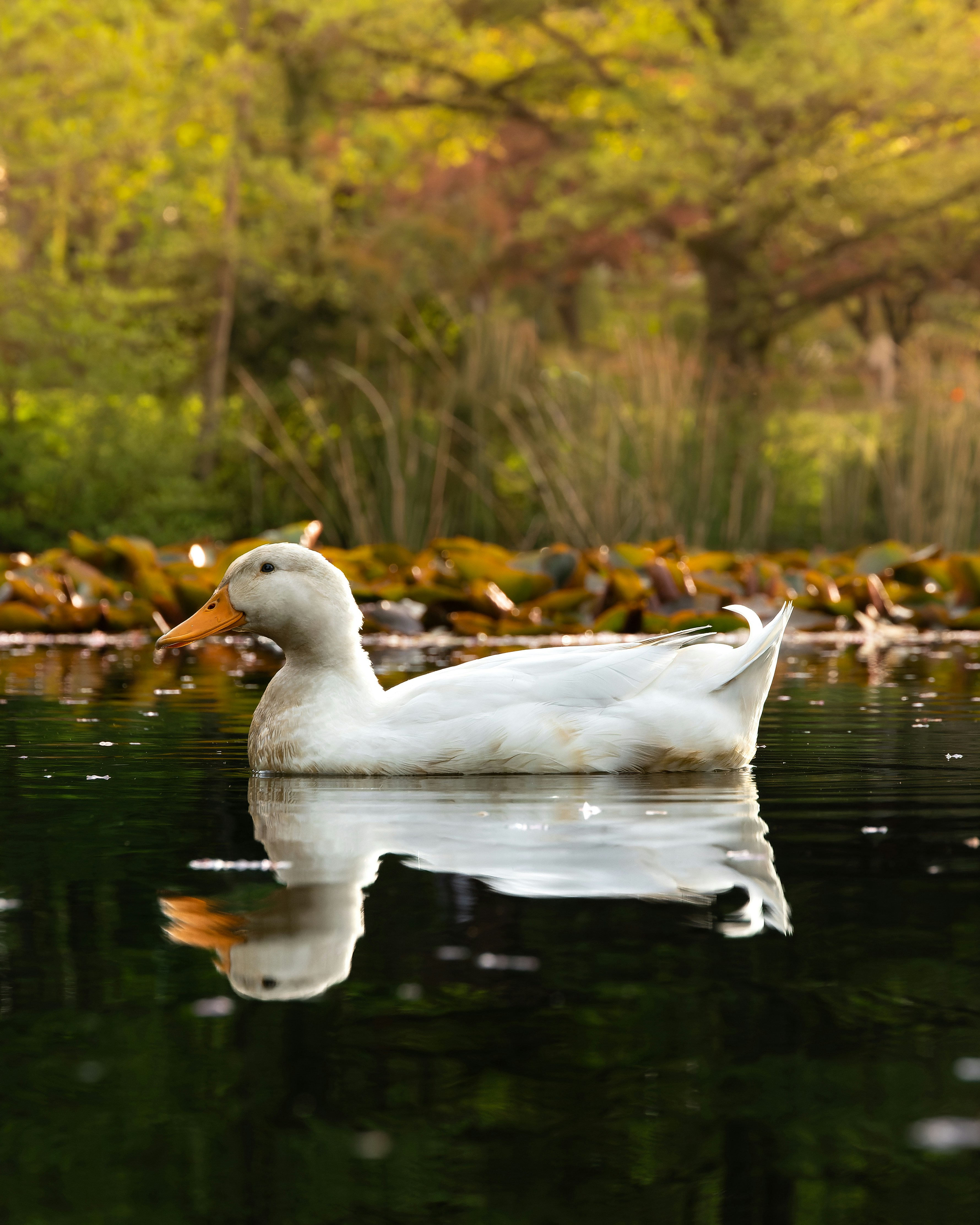Photo by sebamatamala