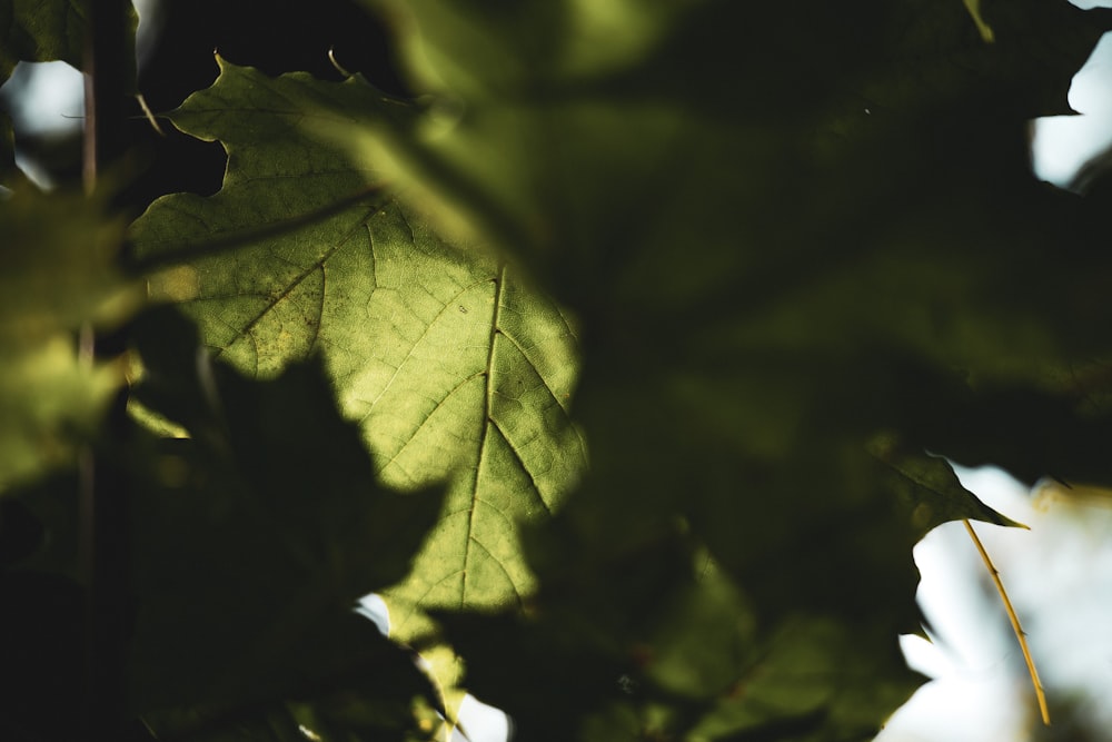 a close up of a leaf