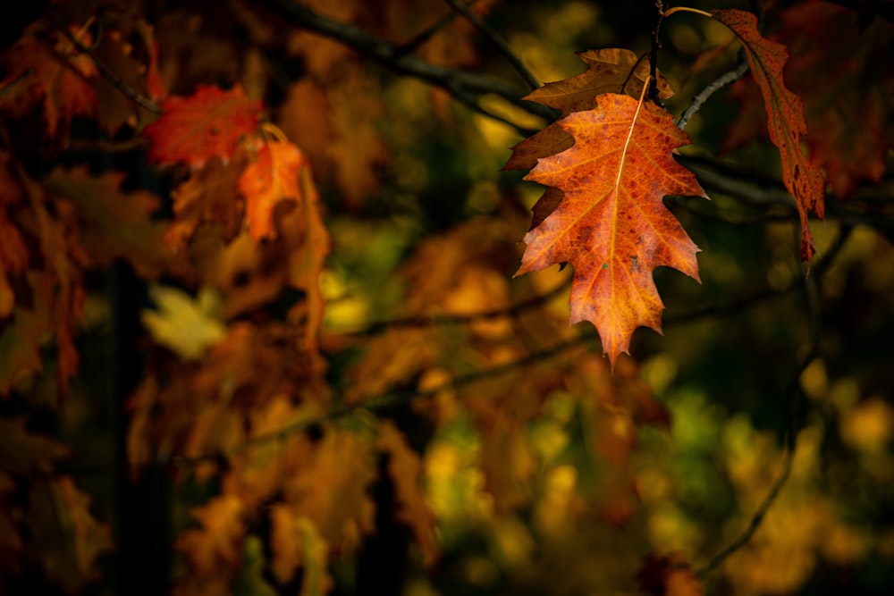 a group of leaves on a tree