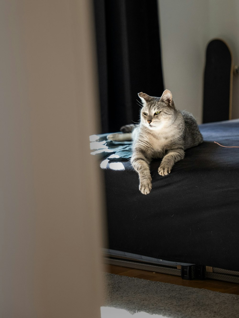 a cat lying on a black couch