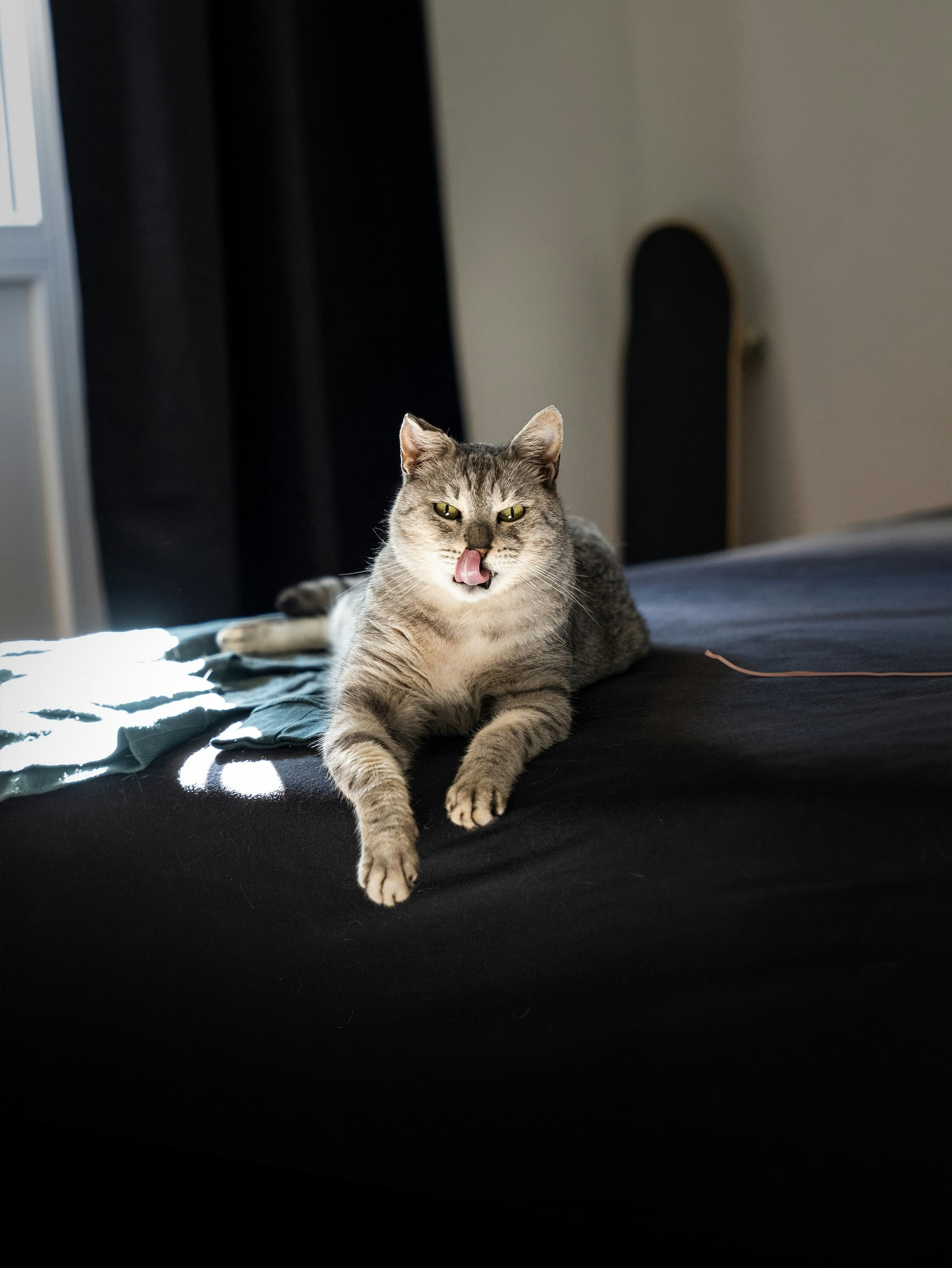 a cat lying on a bed