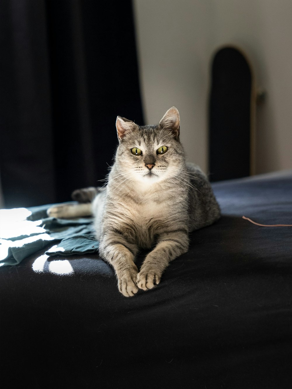 a cat lying on a bed