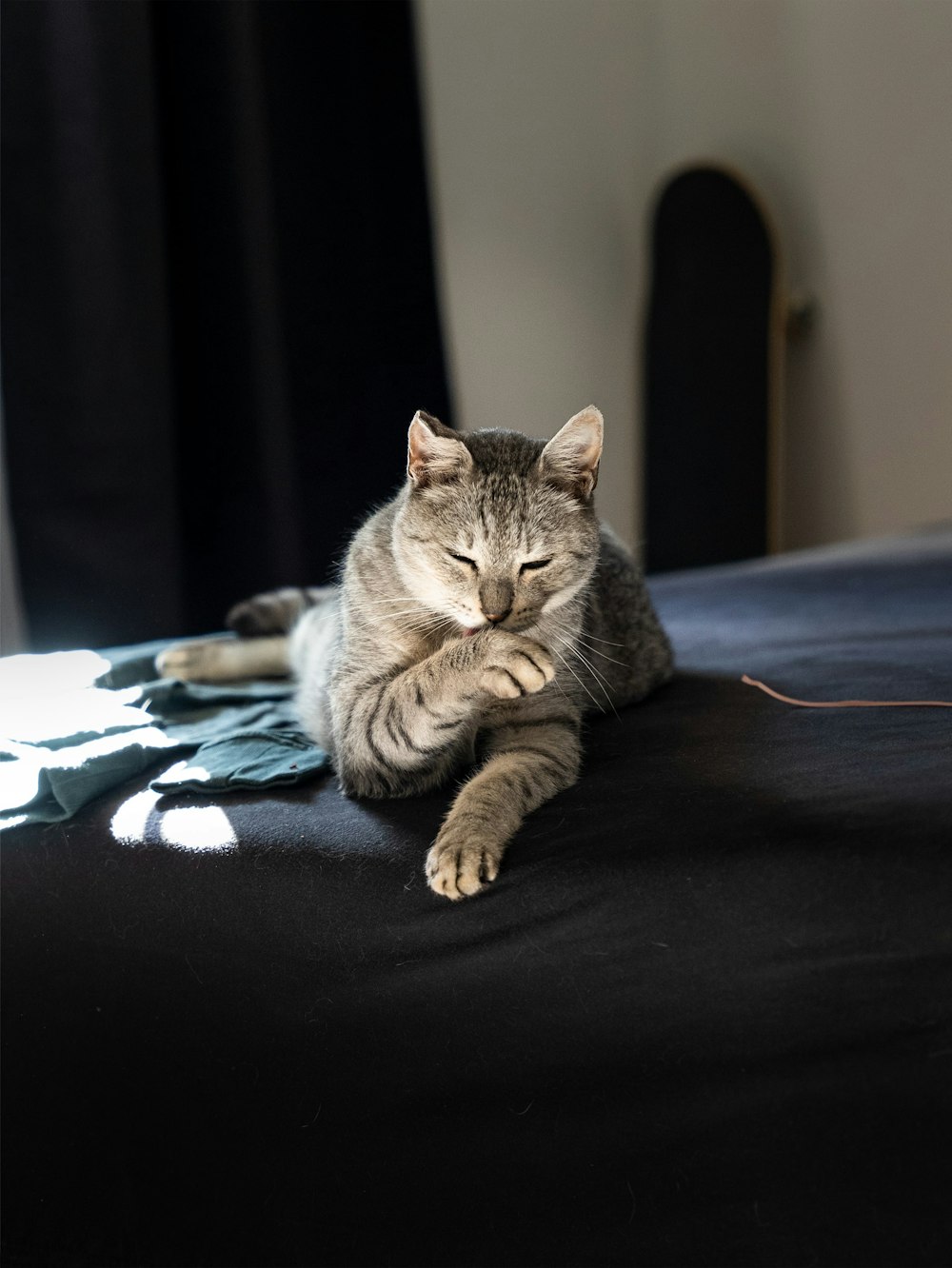 a cat lying on a bed