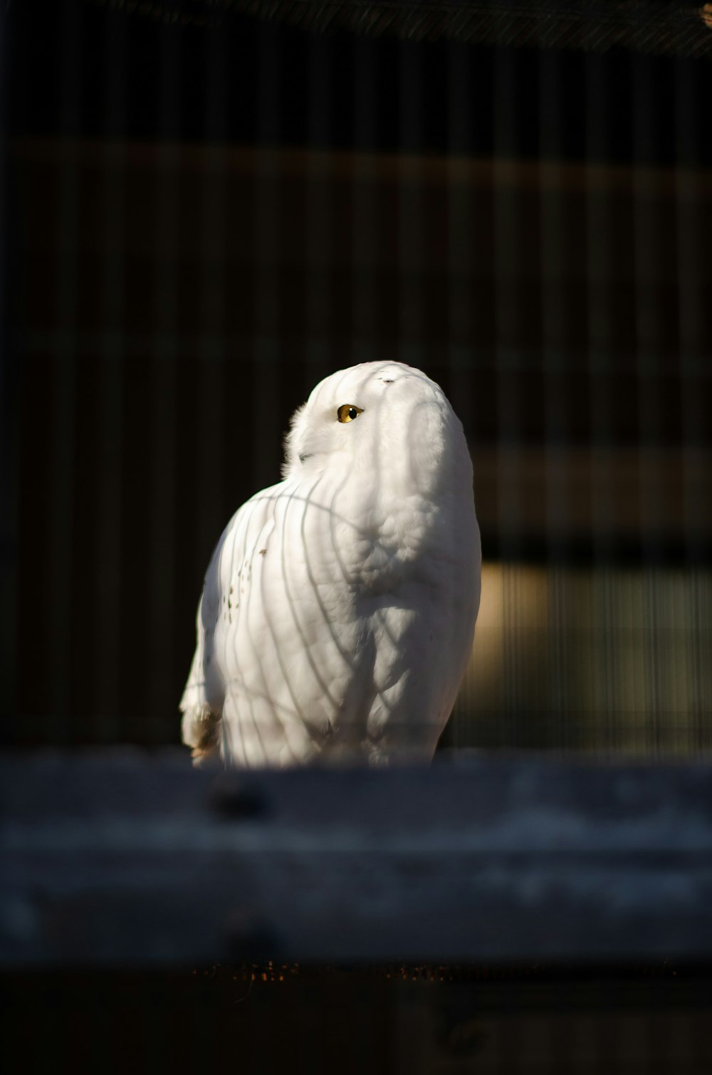 a white owl in a cage