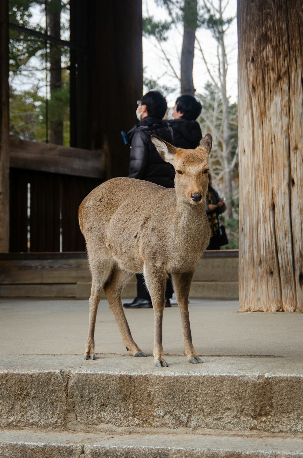 a deer with people in the background