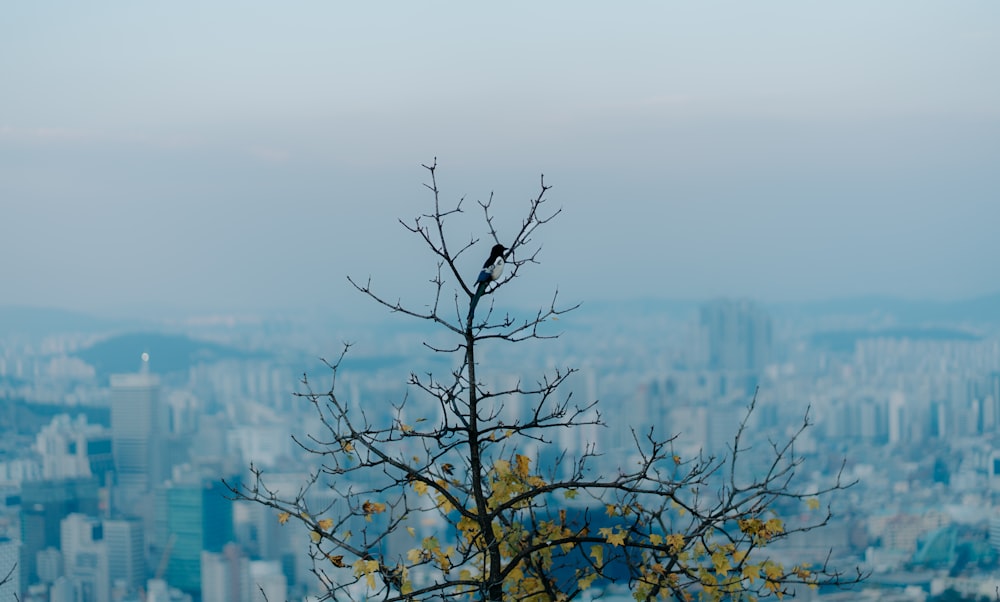 a tree with a city in the background
