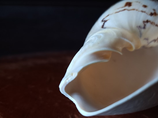A close-up shot of colorful sea shells and conchs freshly harvested from the beach and ocean.
