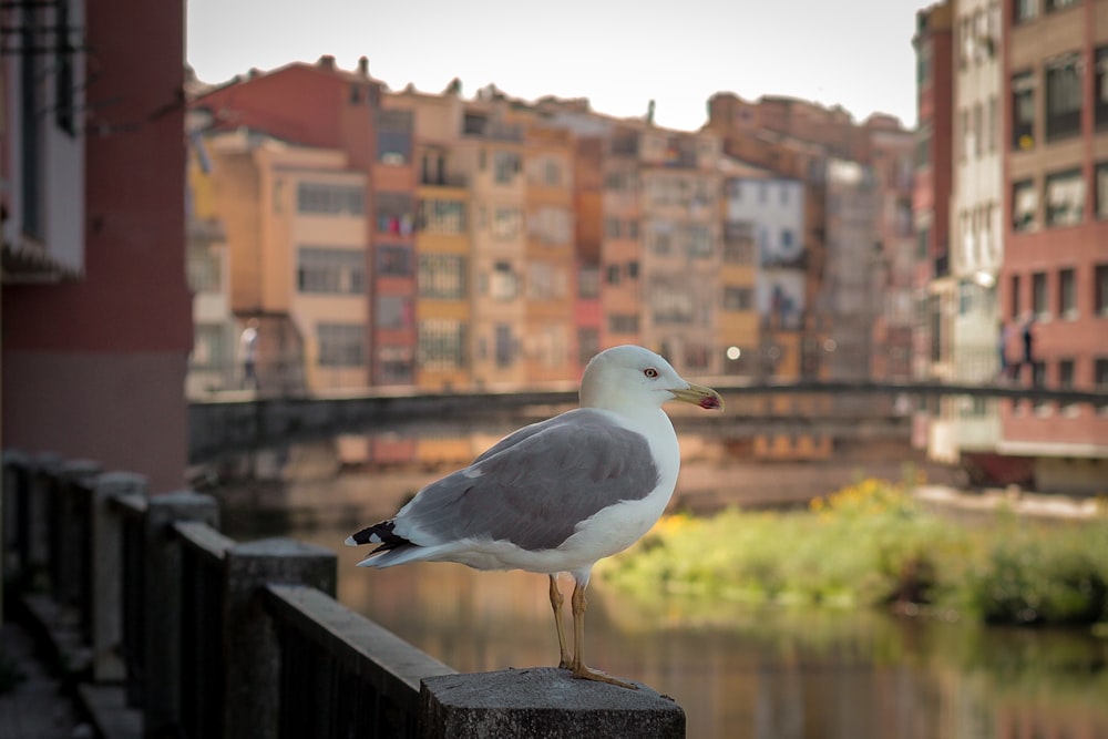 a bird standing on a ledge