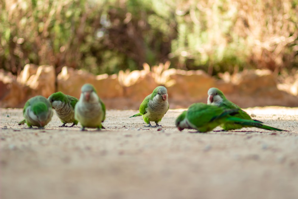 a group of birds on a road