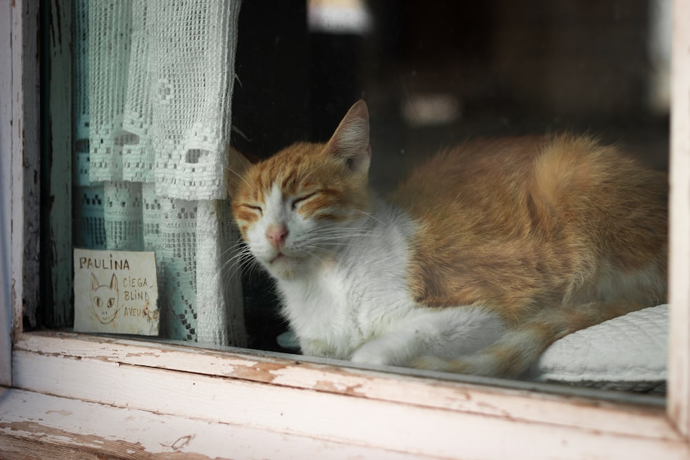 窓枠に横たわる猫