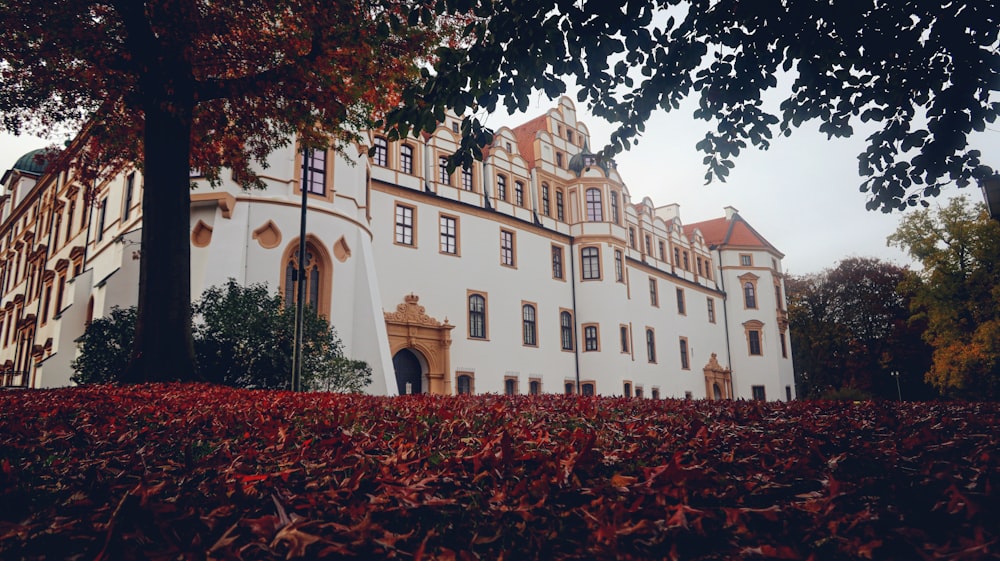 a large white building with a red lawn in front of it