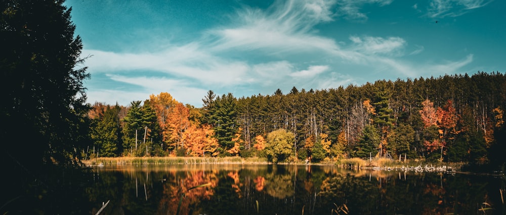 a body of water with trees around it