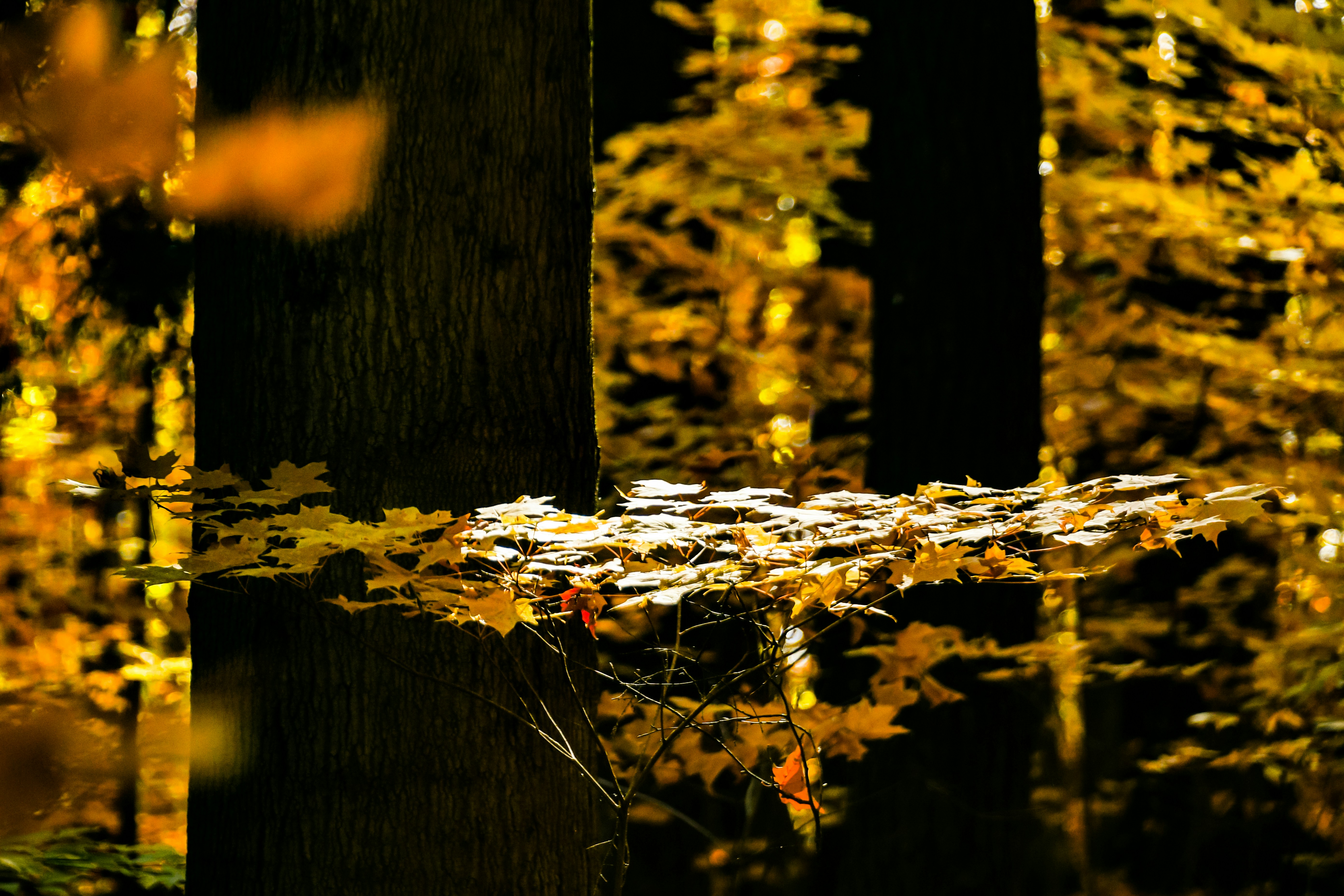A tree branch with leaves photo – Free Plant Image on Unsplash