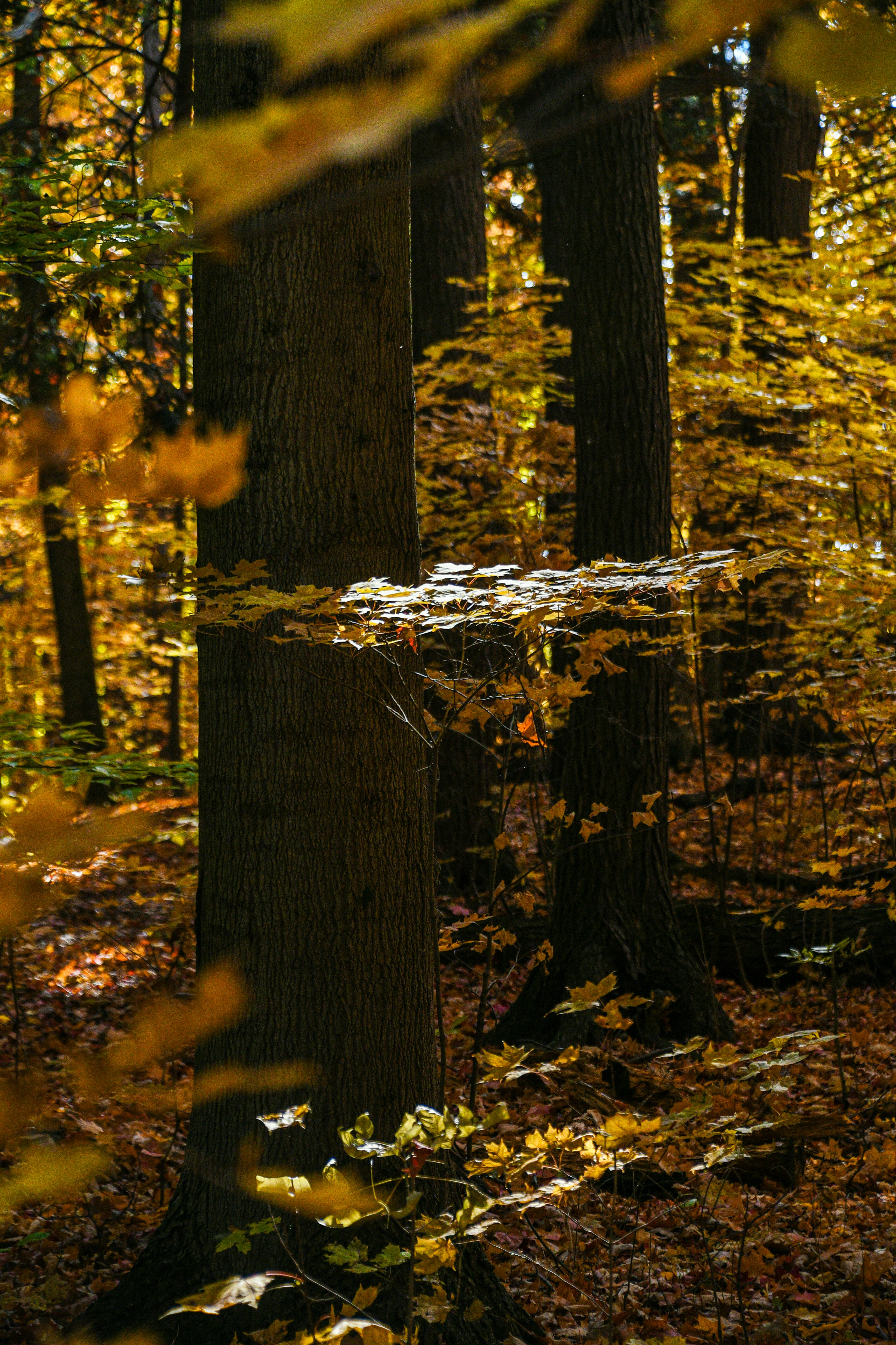 une souche d’arbre avec des feuilles dessus
