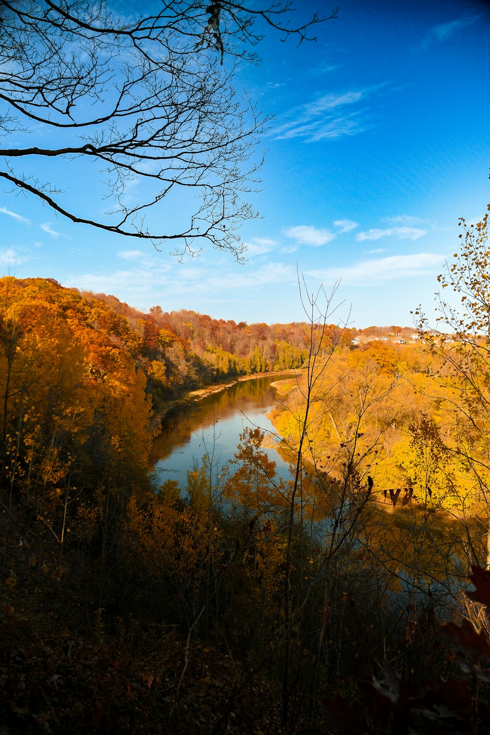 a river surrounded by trees