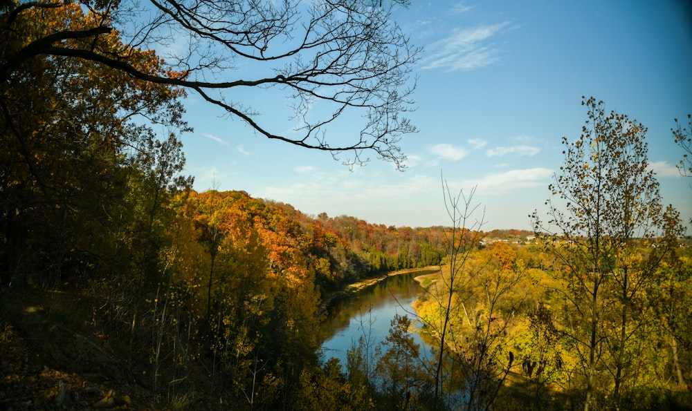 une rivière entourée d’arbres