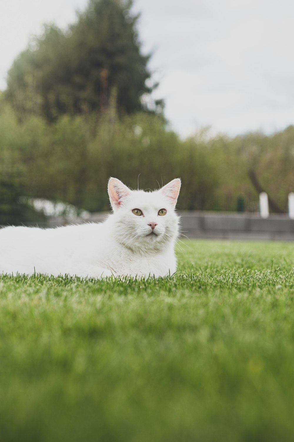 a white cat sitting in a grassy area