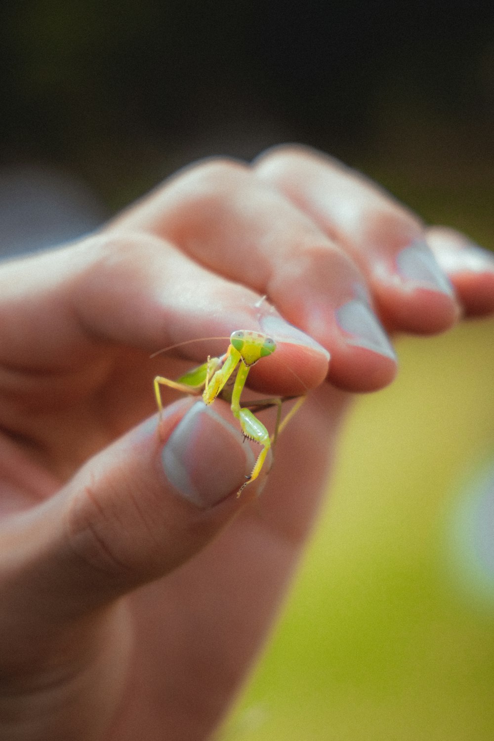 a person holding a small insect