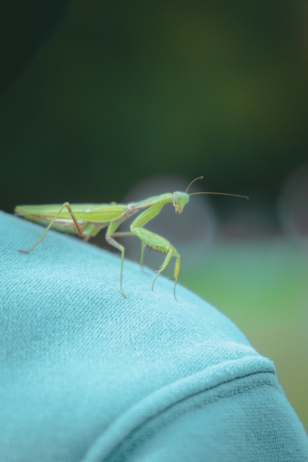 a bug on a person's leg