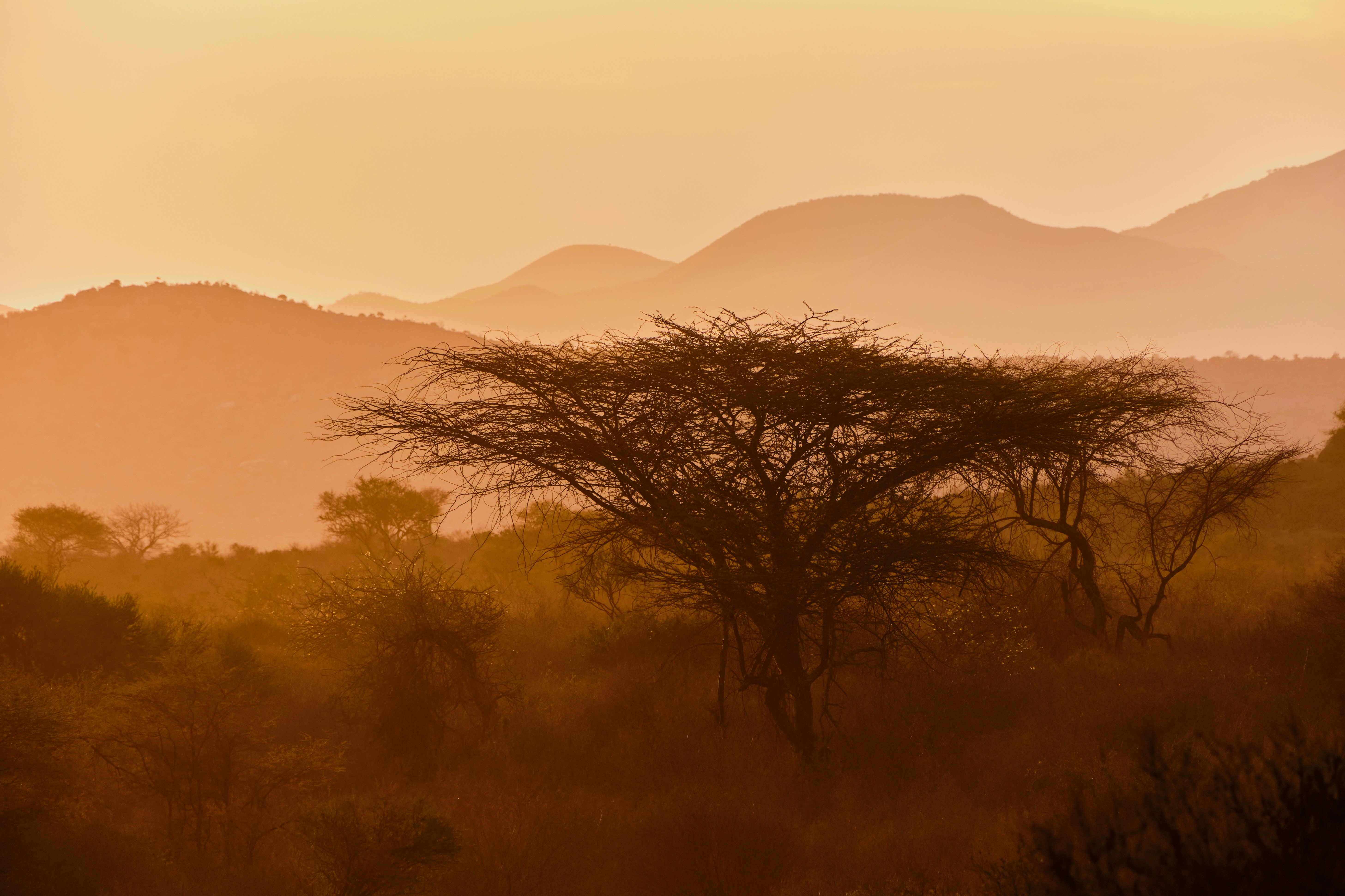Un albero in un campo