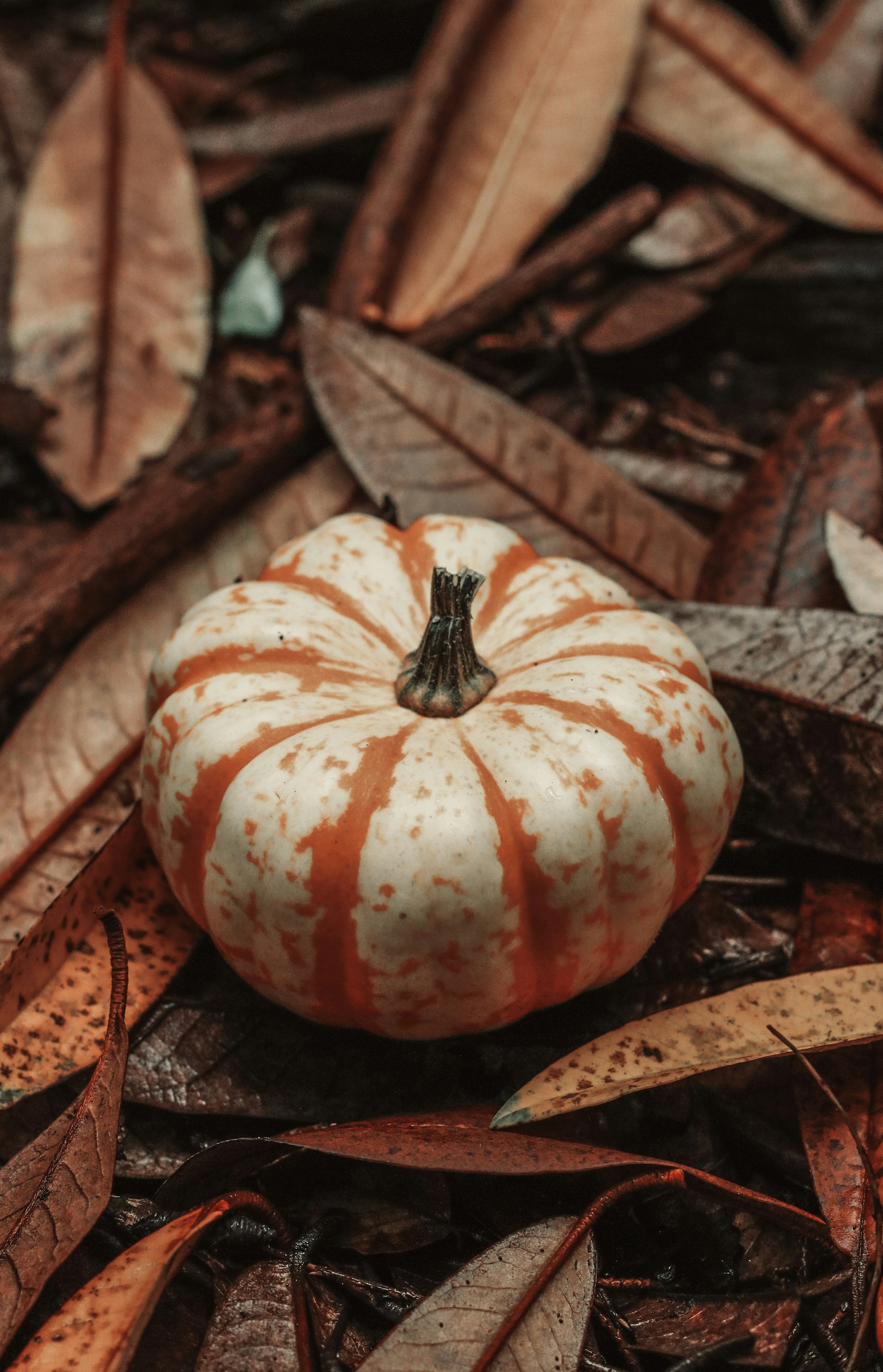 Photo by focalinsight