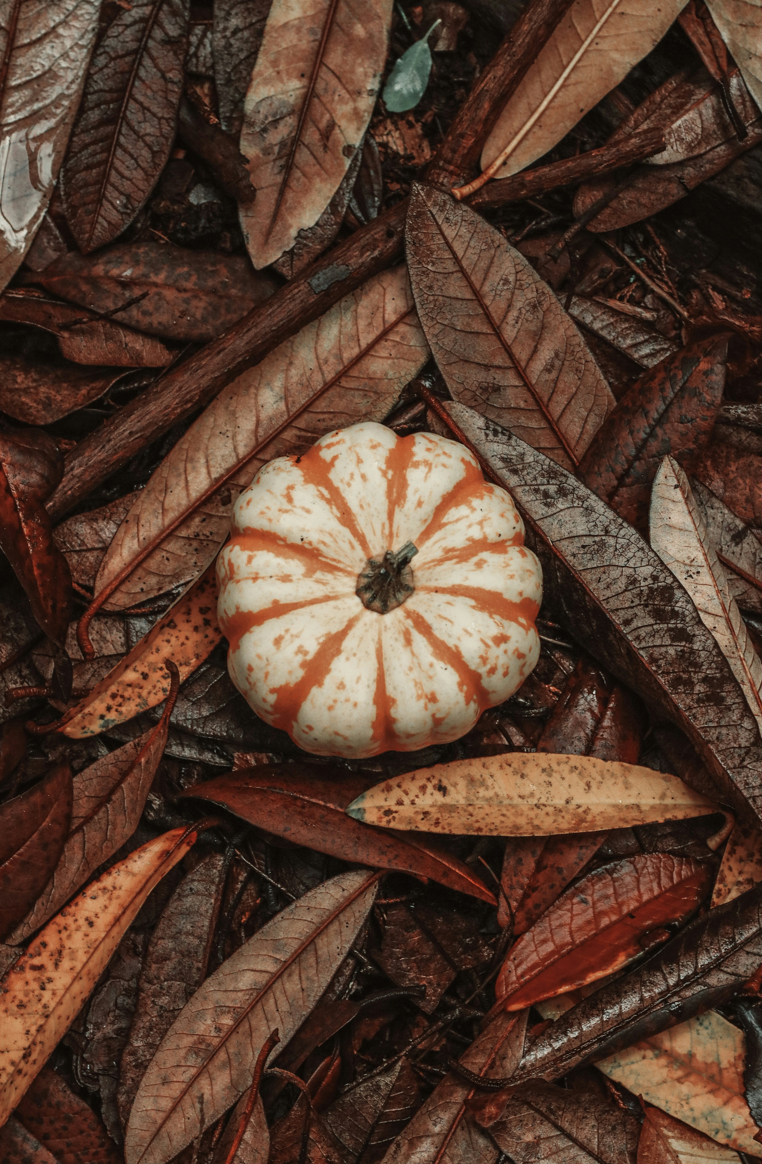 a mushroom growing in a pile of brown leaves