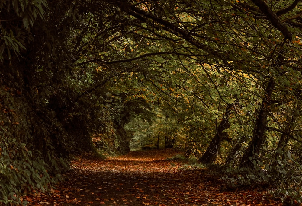 a path through a forest