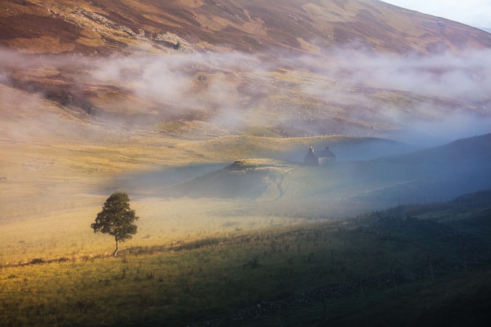 a tree in a valley